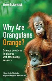 Why-are-orangutans-orange_180