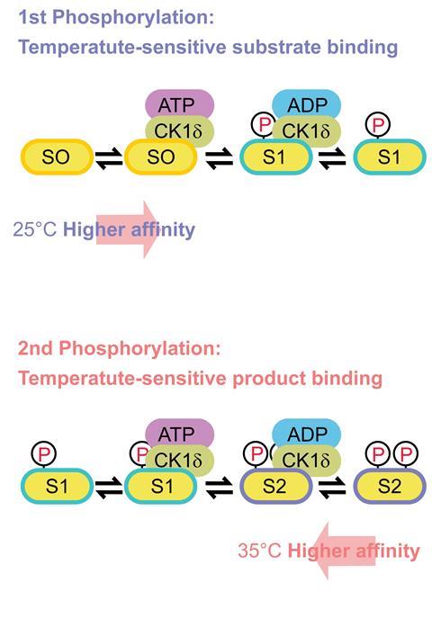 Two mechanisms for phosphorylation and temperature compensation