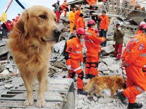 sniffer dog