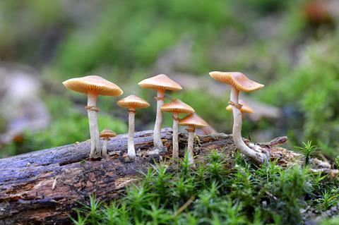 Mushrooms growing on a log