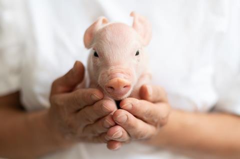An image showing a piglet