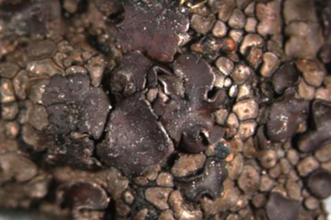Lichen