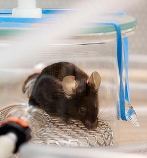 mouse in jar