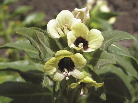 White henbane (Hyoscyamus albus)