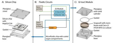 Schematic of the two-organ system