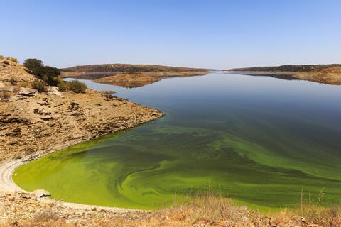 Algal bloom