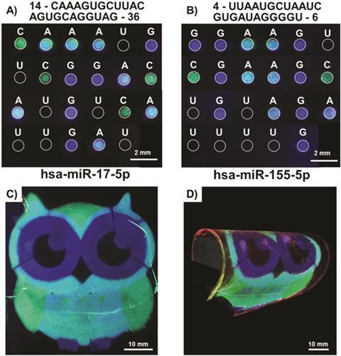 quaternary code for RNA nucleotide sequences