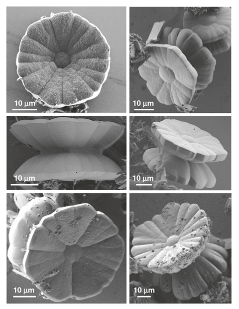 An image showing yo-yo-like single crystals