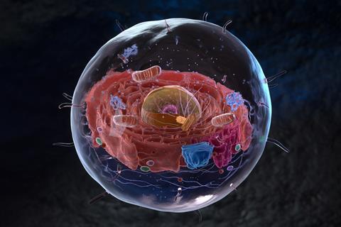 Eukariote cell