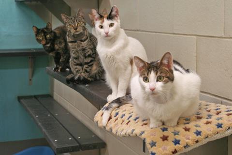 Four cats sitting on a shelf in an indoor enclosure