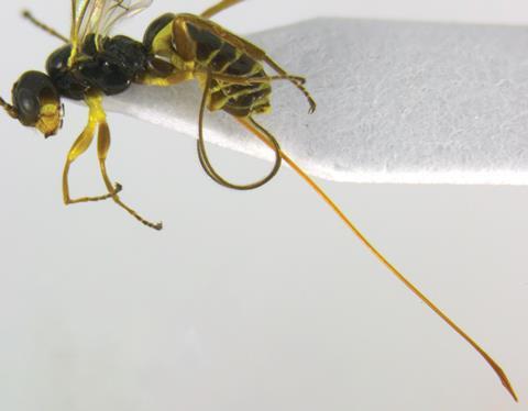 Idiogramma elbakyanae wasp