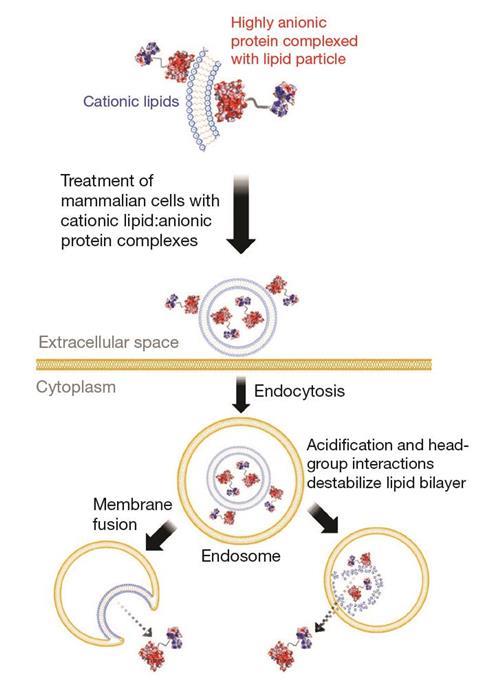 Strategy for delivering proteins into mammalian cells (endocytosis)
