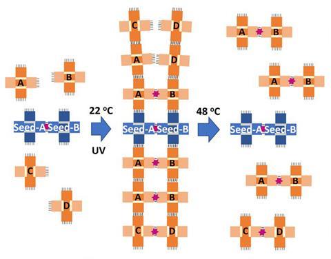 A scheme showing the mutation from A-B dimer to C-D dimer during the self-replication