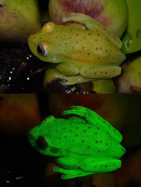 Fluorescent frogs punctatus combinado (Fig1a) - Main