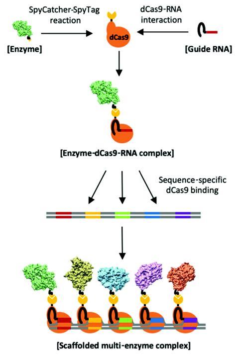 An image showing a general scheme of the CRISPR/Cas-directed programmable assembly of multi-enzyme complexes on a DNA scaffold