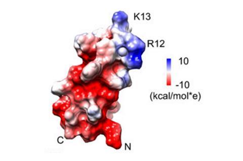 NMR structural model of SsTx