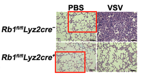 An image showing two panels displaying different mice appear to show an area of overlap