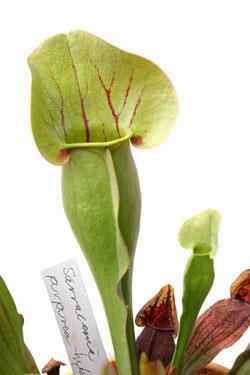 sarracenia-purpurea_Istock_250