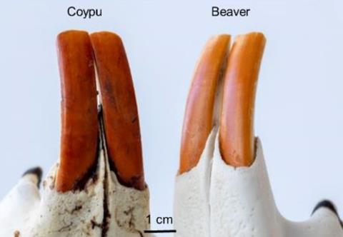 Beaver teeth