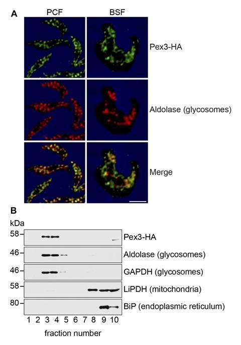 An image showing TbPex3 - a glycosomal protein