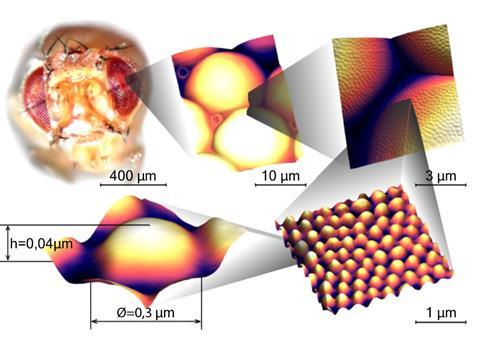 A montage of images showing successive enlargements of a fly’s eye