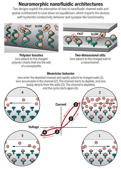 Neuromorphic nanofluidic architectures