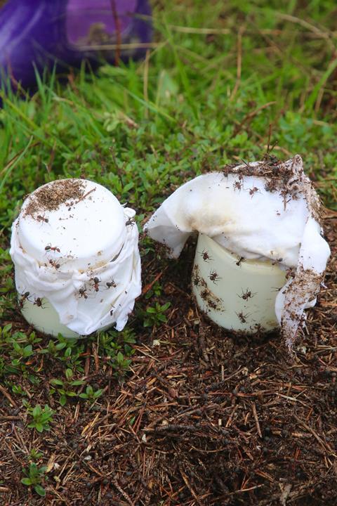 ants crawling over jars