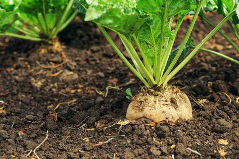 Sugar beet root in ground, cultivated crop in the field 