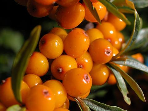 Berries of Hippophae rhamnoides – sea buckthorn