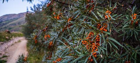 Ripe sea buckthorn berries on the plant