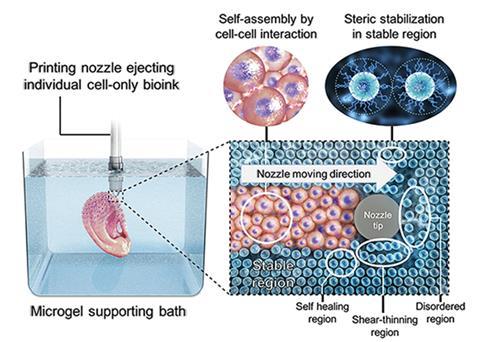 An image showing  living stem cells that can be printed as a bioink by themselves without a carrier macromer solution into a photocurable