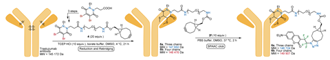 A chain of chemical reactions involving an antibody