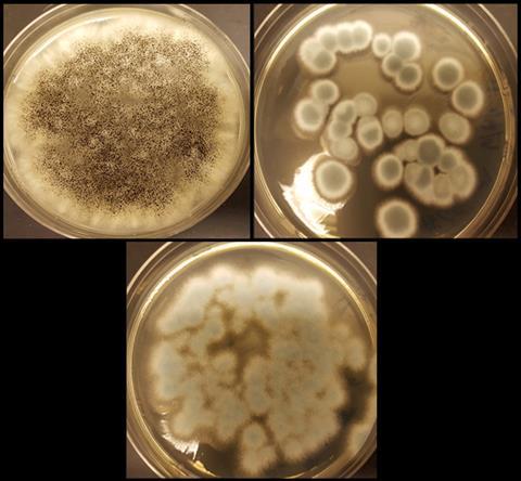 fungi extract metals from batteries for recycling - main