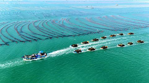 Kelp harvest in China