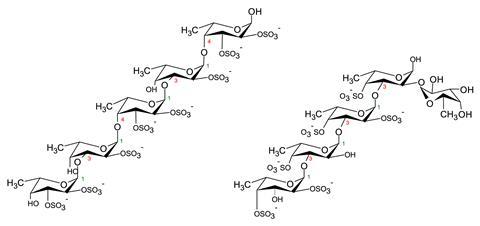 Structure of fucoidans from Ascophyllum nodosum and Chorda filum