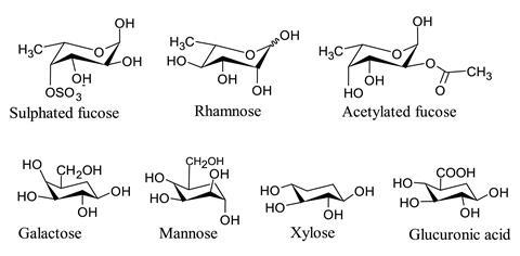 Structure of the monosaccharides that make up fucoidans: sulfated fucose, rhamnose, acetylated fucose, galactose, mannose, xylose and glucuronic acid