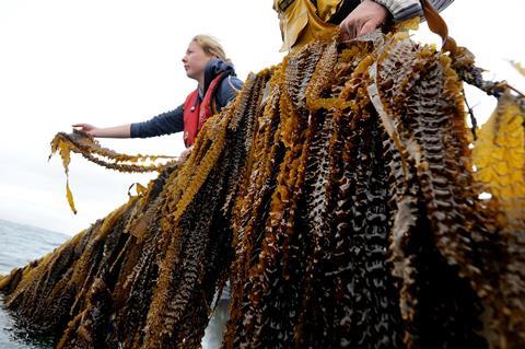 People harvesting rope-grown kelp from the sea