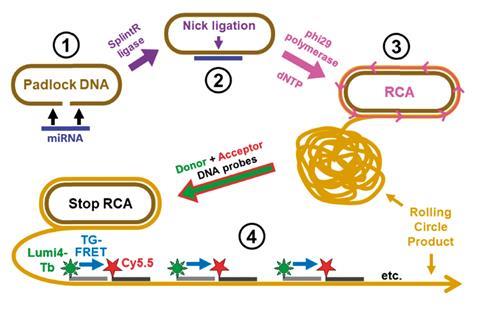 Principle of miRNA detection by amplified TG-FRET