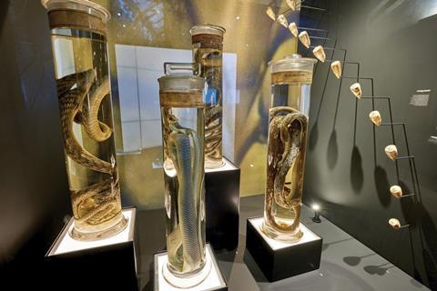 Preserved venomous snakes at the Venom exhibition, Natural History Museum, London