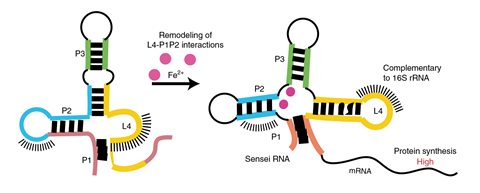 Iron_sensing_riboswitchh-6f