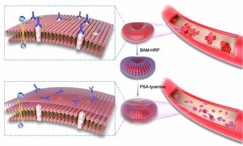 An image showing the procedure for RBC surface engineering