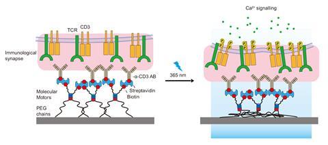 Schematic of T cell activation