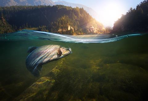 Fish in lake