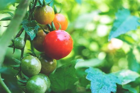 Fresh ripe red tomatoes and some tomatoes that are not ripe yet hanging on the vine of a tomato plant in the garden.