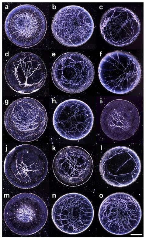 An image showing examples of the surprisingly diverse “whiskey web” patterns