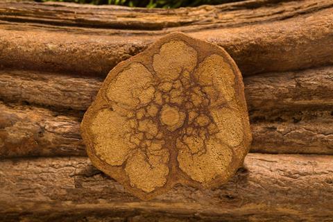 Banisteriopsis caapi, ayahuasca wood and cross section.