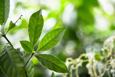 Psychotria Viridis leaf