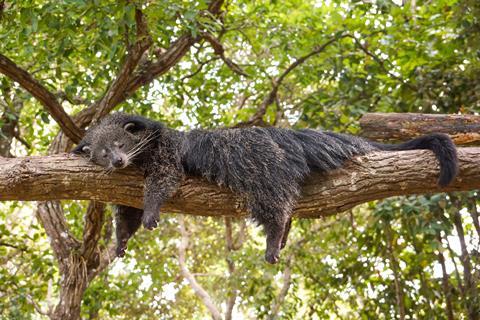 A binturong sleeping on a tree branch