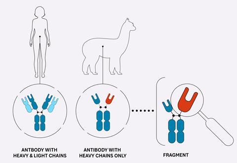 Nanobodies