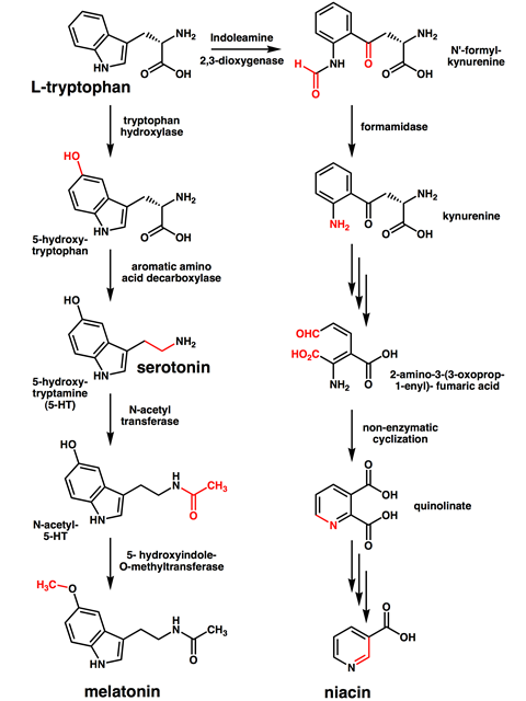 The metabolism pathways of tryptophan into serotonin, melatonin, and niacin